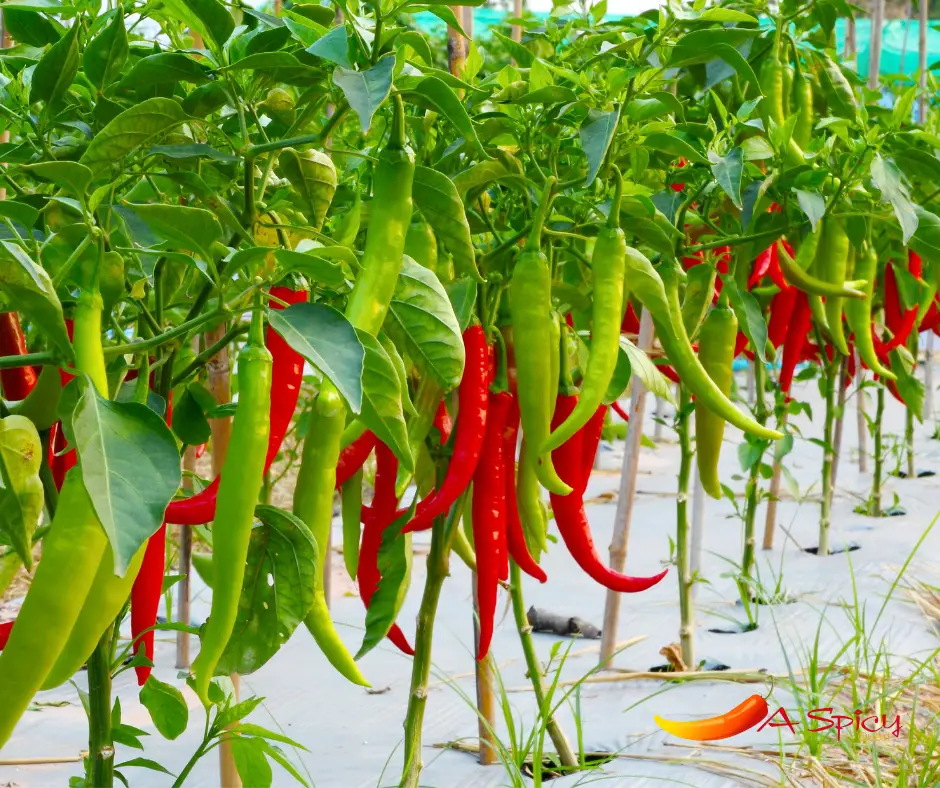 The History Of Chillies