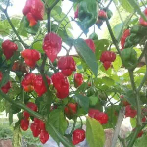 How Long Does a Trinidad Scorpion Plant Live?