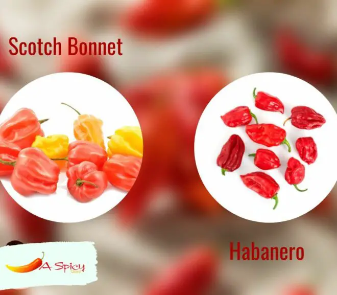Are Scotch Bonnet Peppers The Same As Habaneros?