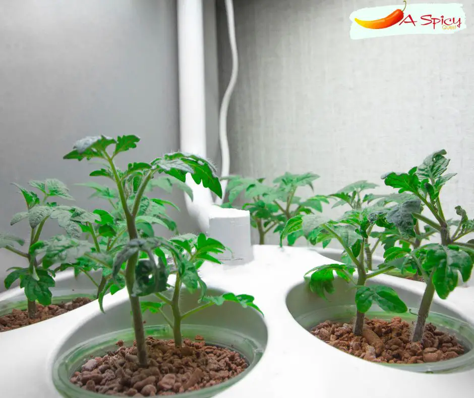 Can You Grow Habanero Peppers Indoors?
