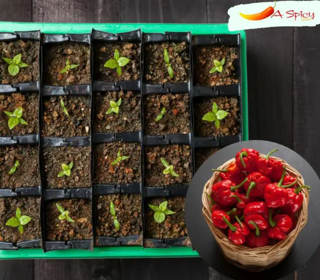 How Long For Trinidad Moruga Scorpion Seeds To Germinate?