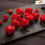 How Hot Is The Trinidad Moruga Scorpion Pepper?