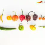 What Are The Hottest Peppers On The Scoville Scale?