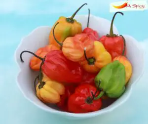 When Are Habanero Peppers Ready To Be Picked?
