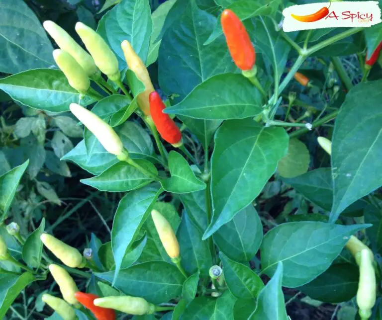 How Long Does It Take Tabasco Peppers To Ripen?