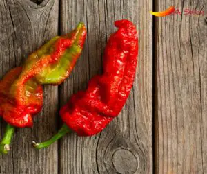 Where the Ghost Pepper Is from And Why Its so Hot?