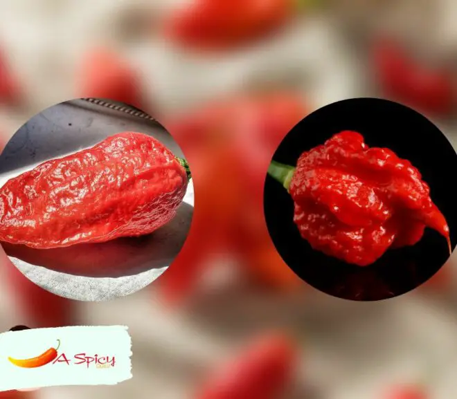 Is The Carolina Reaper Hotter Than The Ghost Pepper?