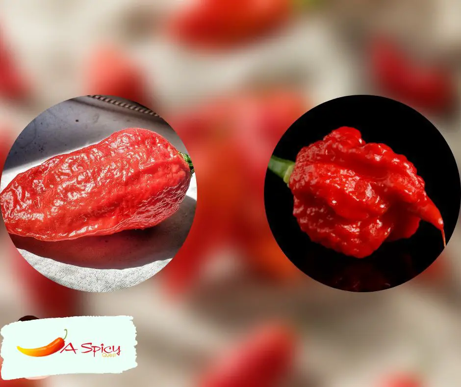 Is The Carolina Reaper Hotter Than The Ghost Pepper?
