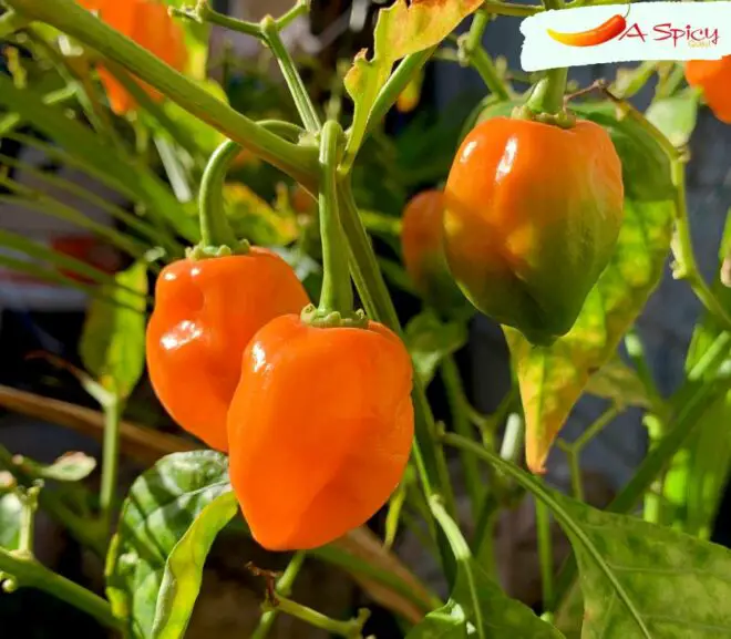 Will Habanero Peppers Ripen After Being Picked?