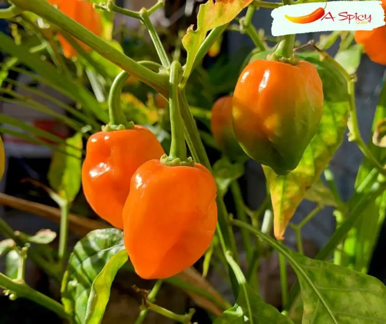 Will Habanero Peppers Ripen After Being Picked?