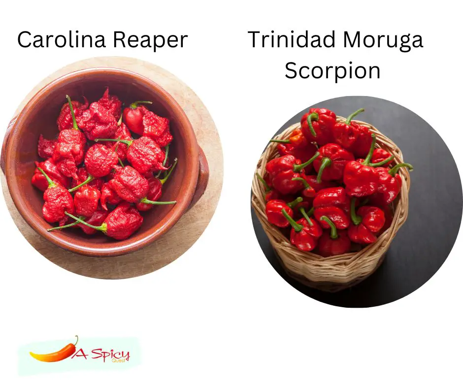 Which Is Hotter, Trinidad Moruga Scorpion Or Carolina Reaper?
