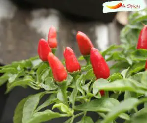 How Hot Is The Capsicum Chinense Hot Pepper?