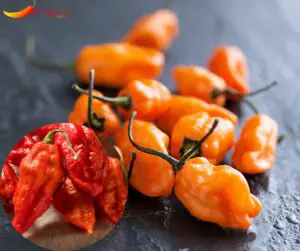 Are Habanero Peppers Hot Compared To Ghost Peppers?