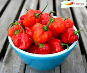 Where Can I Buy Roulette Habanero Peppers In USA?