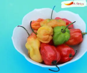 Where Can I Buy Roulette Habanero Peppers In USA?